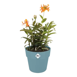 Bloempot Elho B.for Original Rond 25cm - Duifblauw -Tuinbenodigdheden Bevordering bfor original rond bloempot duifblauw 3 1