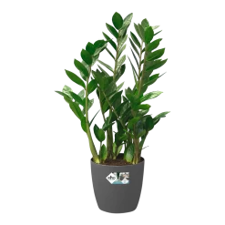 Bloempot Elho Brussels Rond 40cm - Met Wielen - Antraciet -Tuinbenodigdheden Bevordering bloempot elho brussels rond 40cm met wielen antraciet bloempot antraciet 5 1