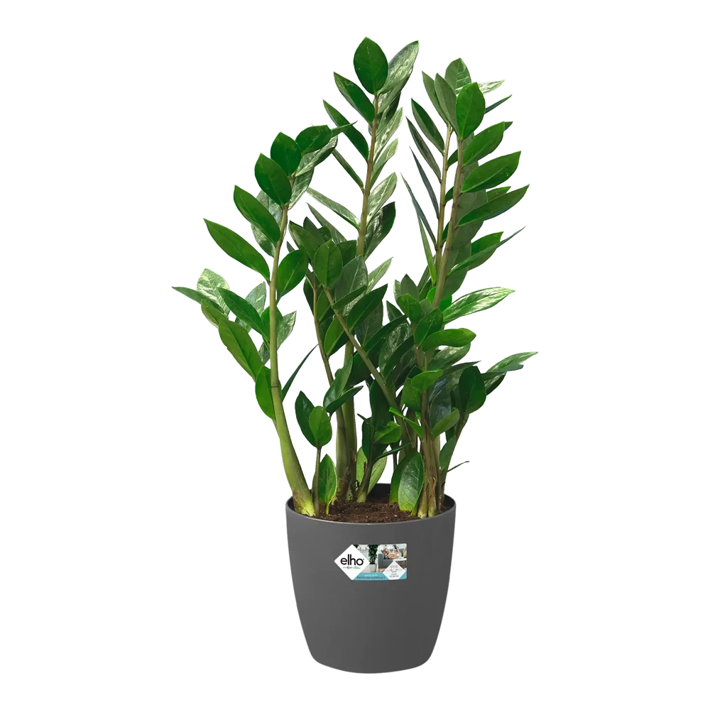 Bloempot Elho Brussels Rond 40cm - Met Wielen - Antraciet - Afbeelding 5