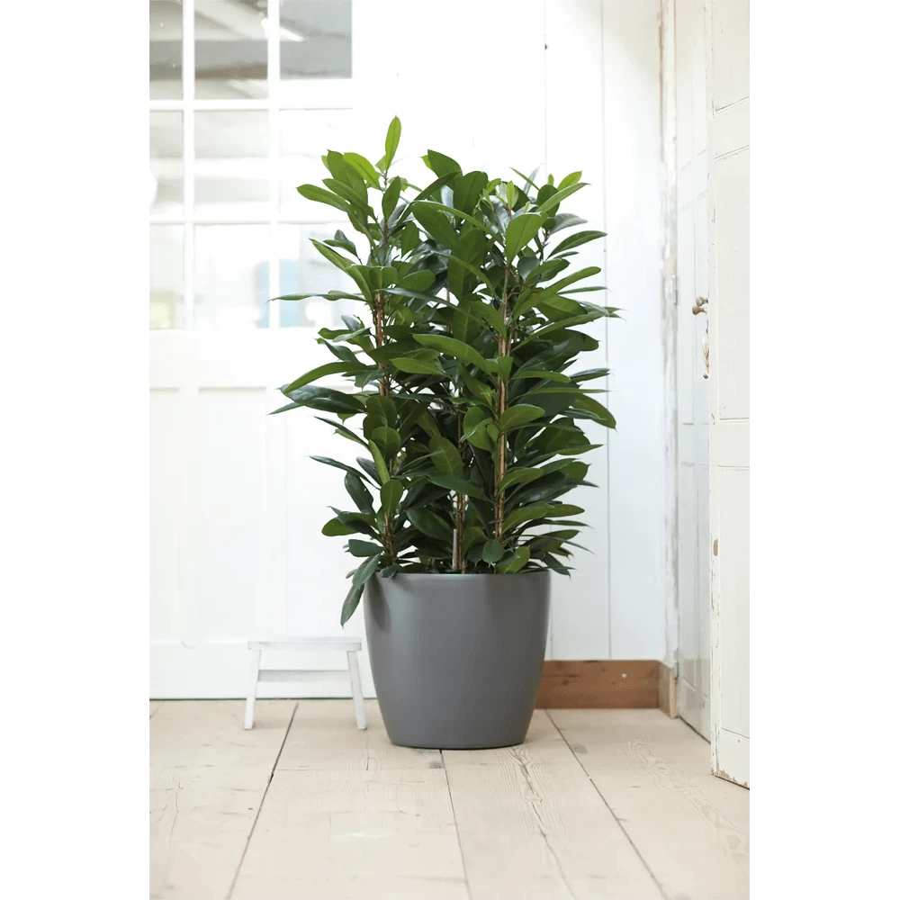 Bloempot Elho Brussels Rond 40cm - Met Wielen - Antraciet - Afbeelding 6