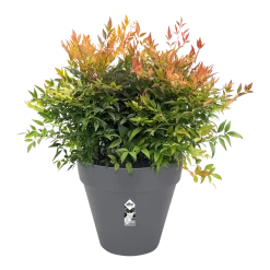 Bloempot Elho Loft Urban Rond 50cm - Antraciet -Tuinbenodigdheden Bevordering bloempot elho loft urban rond antraciet bloempot antraciet 3 2