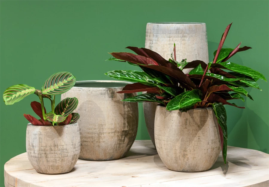 Bloempot Steef Hoog - D29 X H60cm - Creme Groen 4 Bloempot Steef Hoog - D29 X H60cm - Creme Groen - Afbeelding 2