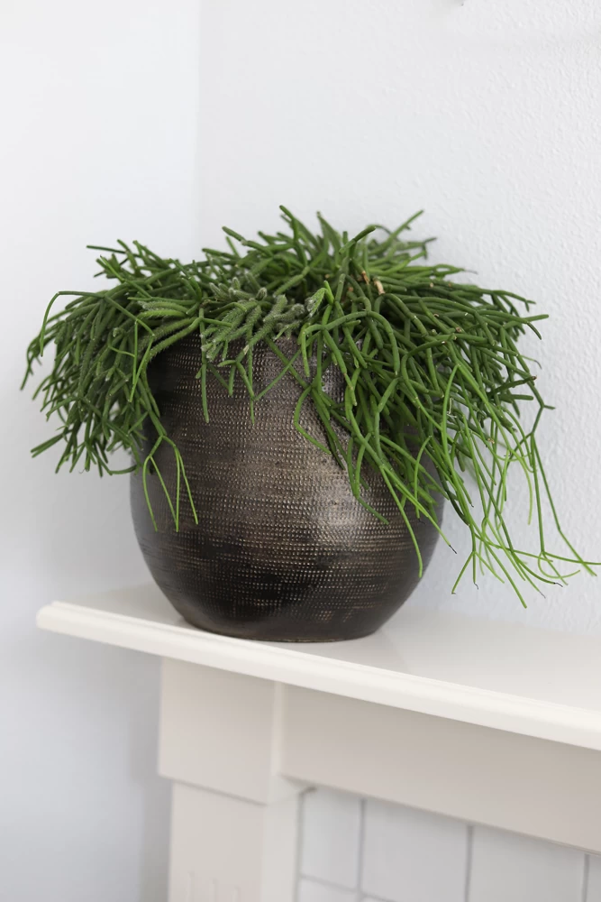 Bloempot Tokio - D32 X H30cm - Goud 4 Bloempot Tokio - D32 X H30cm - Goud - Afbeelding 2