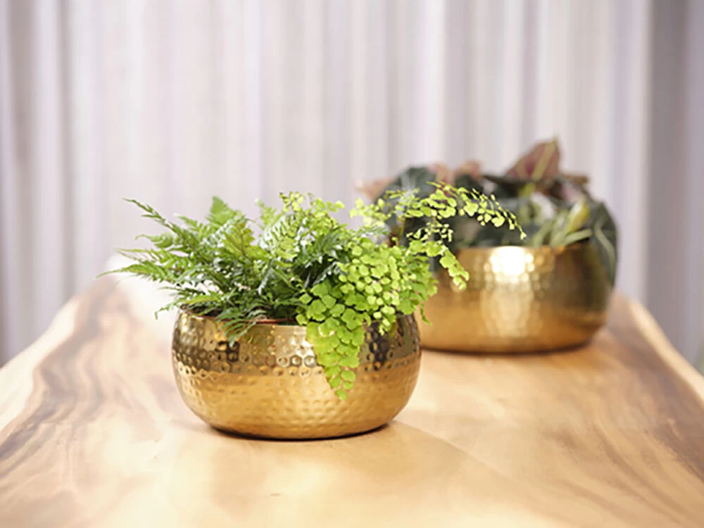 Plantenschaal Kody - D34 X H15cm - Goud 4 Plantenschaal Kody - D34 X H15cm - Goud - Afbeelding 2