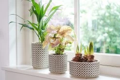 Plantenschaal Thies - D20 X H10cm - Olijf Groen -Tuinbenodigdheden Bevordering bowl thies olive green d20 h10 schaal 6 12