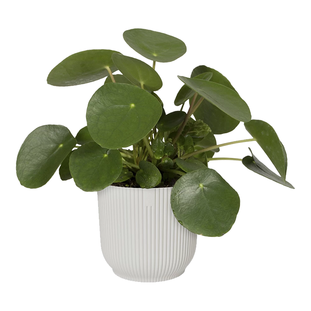Bloempot Elho Vibes Fold Rond - D22 X H20cm - Zijdewit 7 Bloempot Elho Vibes Fold Rond - D22 X H20cm - Zijdewit - Afbeelding 5