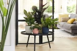 Bloempot Elho Vibes Fold Rond - D22 X H20cm - Zijdewit 13 Bloempot Elho Vibes Fold Rond - D22 X H20cm - Zijdewit -Tuinbenodigdheden Bevordering elho vibes fold rond 22 wit d22 h20cm bloempot zijdewit 7 18