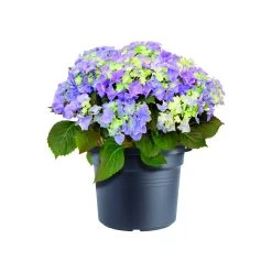 Tuinbenodigdheden Bevordering -Tuinbenodigdheden Bevordering green basics cilinder 65cm bloempot living black 6 16