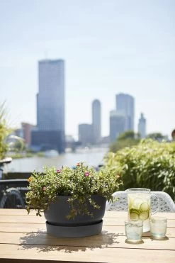 Plantenschaal Elho Greenville 33cm - Living Black -Tuinbenodigdheden Bevordering greenville schaal 33cm bloempot living black 6 13