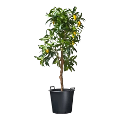 Nature - Ritzi Container Zwart 50L - Met Handgreep -Tuinbenodigdheden Bevordering nature ritzi container zwart 50l met handgreep plantencontainer 3