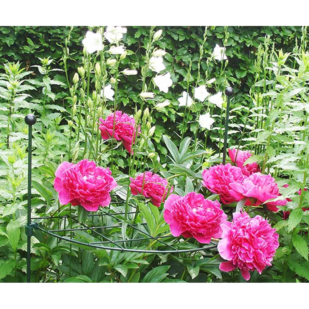 Peacock - Groeiraster Rond U00f860 Cm 4 Peacock - Groeiraster Rond U00f860 Cm - Afbeelding 2