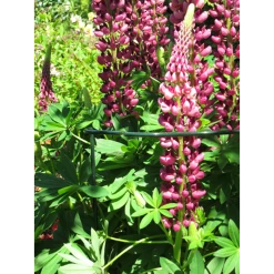 Peacock - Trellis Vario Gotisch M - U00f84 Mm -Tuinbenodigdheden Bevordering peacock trellis vario gotisch m d4 mm 2 1