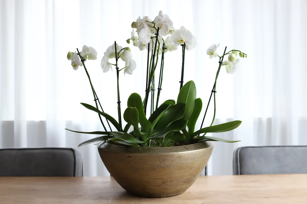 Plantenschaal Kos - D35 X H18cm - Goud 4 Plantenschaal Kos - D35 X H18cm - Goud - Afbeelding 2