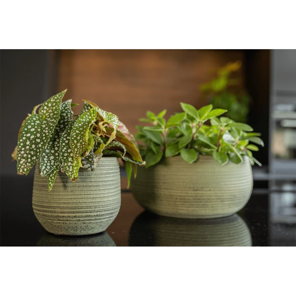 Plantenschaal Lydia - D28 X H13cm - Shiny Green 4 Plantenschaal Lydia - D28 X H13cm - Shiny Green - Afbeelding 2