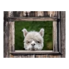 Tuinposter Alpaca Doorkijk - 80x60cm -Tuinbenodigdheden Bevordering tuinposter alpaca doorkijk 80x60cm tuinposters 1