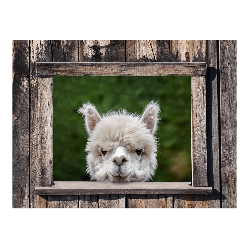 Tuinposter Alpaca Doorkijk - 80x60cm 3 Tuinposter Alpaca Doorkijk - 80x60cm