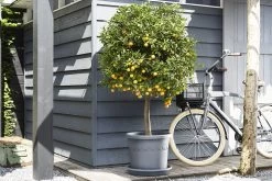 Plantenschotel Elho Universeel Rond 48cm - Antraciet -Tuinbenodigdheden Bevordering universele schotel rond 48cm schotel antraciet 7 13