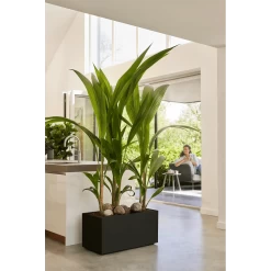 Elho Vivo Next Lang Wielen 80cm - Living Black -Tuinbenodigdheden Bevordering vivo next lang wielen 80cm living black 7 1