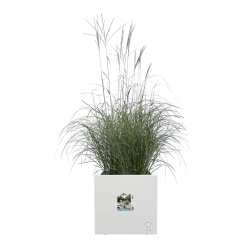 Elho Vivo Next Vierkant Wielen 40cm - Wit 13 Elho Vivo Next Vierkant Wielen 40cm - Wit -Tuinbenodigdheden Bevordering vivo next vierkant wielen 40cm wit 5 1